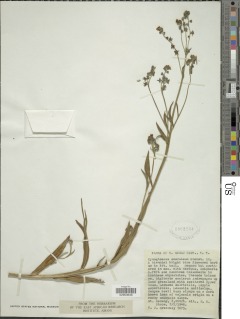 Image of Cynoglossum coeruleum