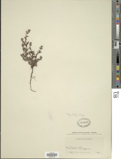 Plagiobothrys torreyi image
