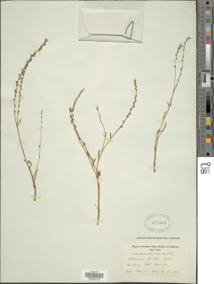 Plagiobothrys strictus image