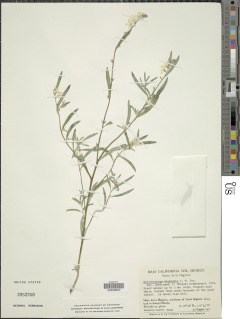 Image of Heliotropium wigginsii