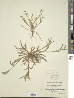 Plagiobothrys lithocaryus image