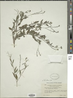Image of Heliotropium hintonii