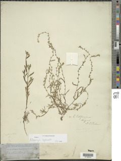 Plagiobothrys cognatus image