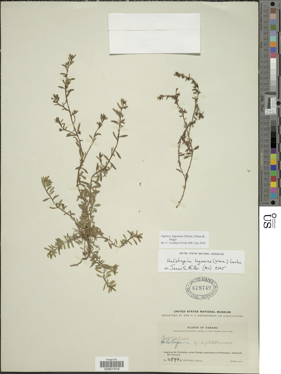 Euploca lagoensis image