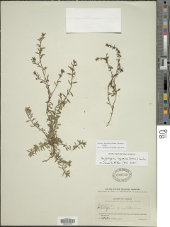Image of Euploca lagoensis