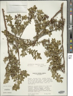 Image of Monochaetum compactum