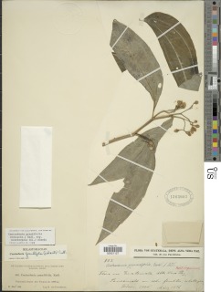 Centradenia grandifolia subsp. brevisepala image