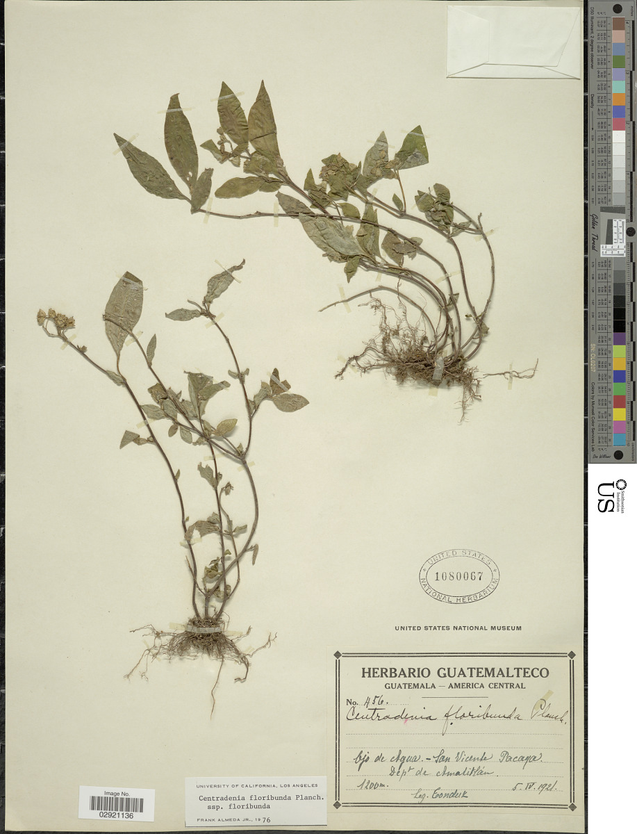 Centradenia floribunda image