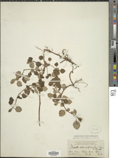 Heterotis rotundifolia image