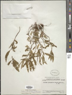 Triolena stenophylla image