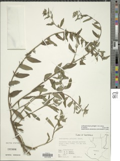 Image of Lithospermum pringlei