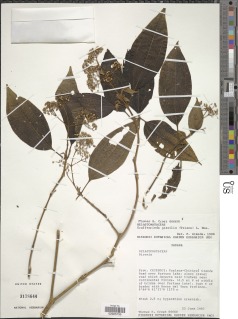 Graffenrieda gracilis image