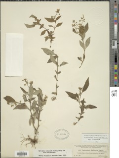 Centradenia floribunda subsp. floribunda image