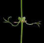 Bignoniaceae - Dolichandra unguis-cati 