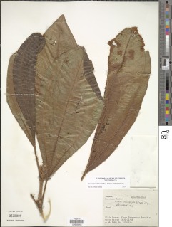 Miconia magnifolia image