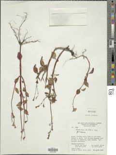 Arthrostemma parvifolium image