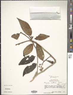 Image of Miconia ibaguensis