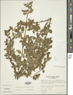 Image of Monochaetum trichophyllum