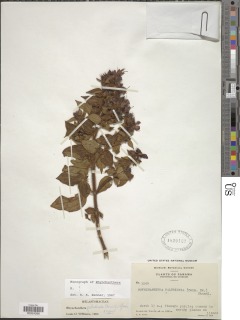 Rhynchanthera paludicola image
