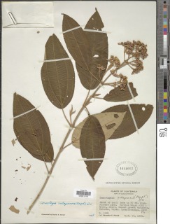 Conostegia xalapensis image