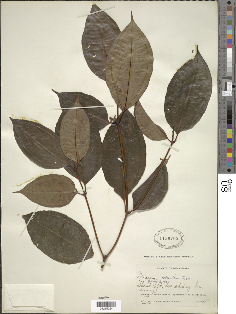 Miconia lateriflora image