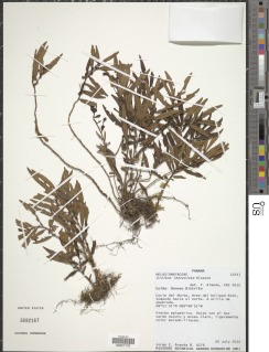 Image of Triolena lanceolata