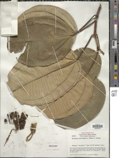 Meriania macrophylla image