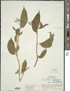 Centradenia grandifolia subsp. grandifolia image