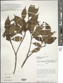 Conostegia chiriquensis image
