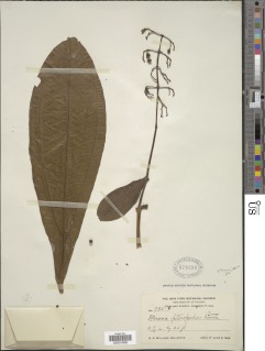 Miconia appendiculata image