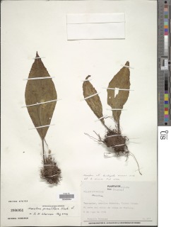 Monolena primulaeflora image