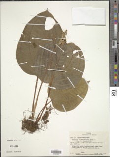 Monolena primulaeflora image