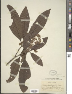 Image of Miconia lonchophylla