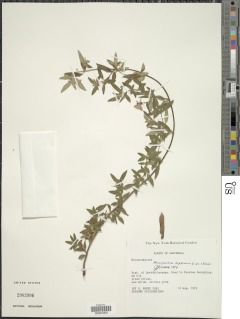 Monochaetum deppeanum image