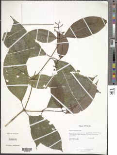 Miconia lateriflora image