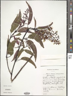 Image of Miconia mexicana