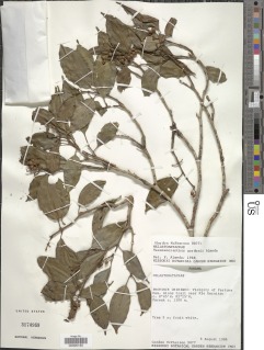 Tessmannianthus gordonii image