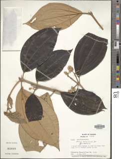 Image of Miconia holosericea