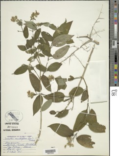 Dupineta multiflora image