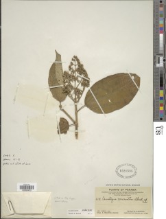 Image of Conostegia micrantha