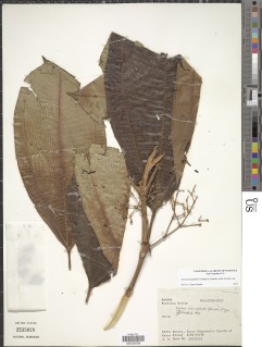 Image of Miconia magnifolia