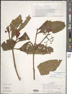 Miconia bractiflora image
