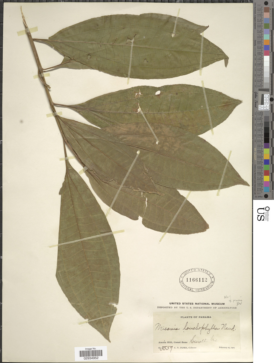 Miconia lonchophylla image