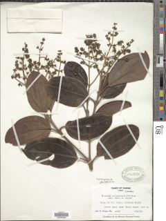Miconia phaeophylla image