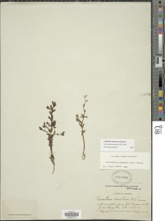 Acisanthera limnobios image