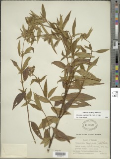Chaetogastra longifolia image
