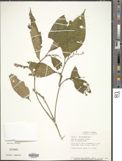 Miconia gracilis image