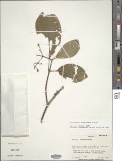 Image of Conostegia muriculata