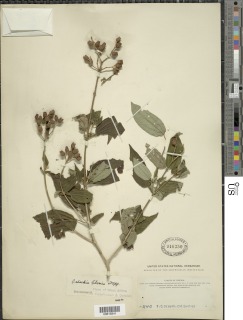 Dupineta multiflora image