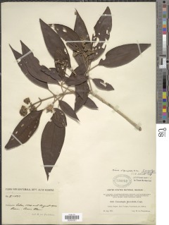 Conostegia oligocephala image